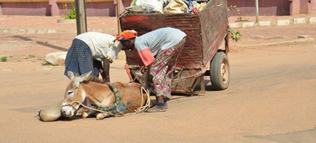 Un âne épuisés que tentent de relever des femmes dans à Ouagadougou